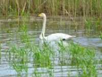 2016-05-14 12h32m08 - Wilde Zwaan- Pierre Bernard